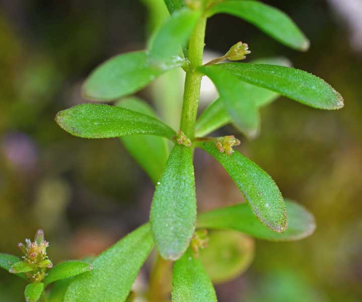 Sedum cepaea / Borracina cepea (sviluppo)