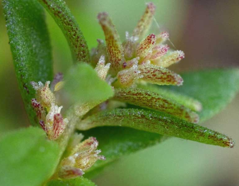 Sedum cepaea / Borracina cepea (sviluppo)