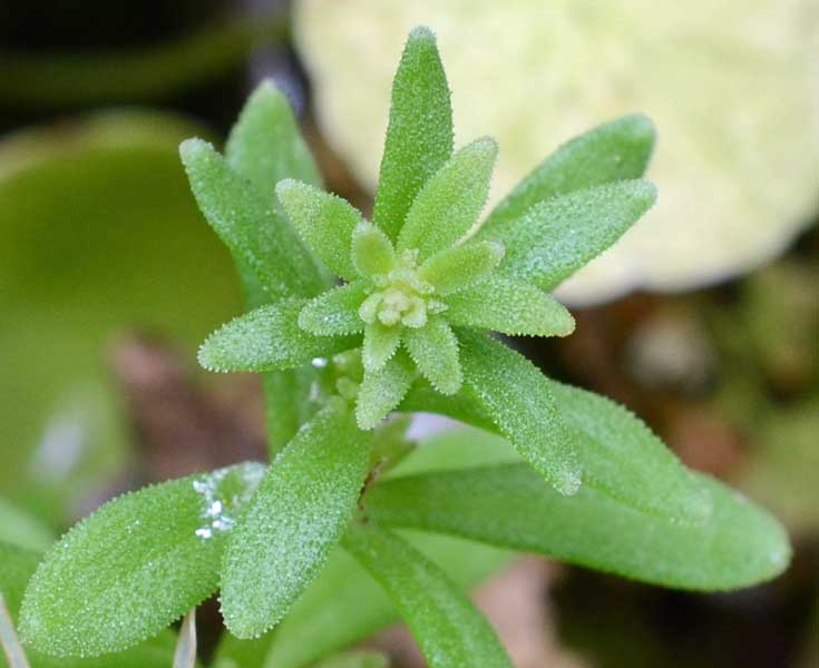 Sedum cepaea / Borracina cepea (sviluppo)