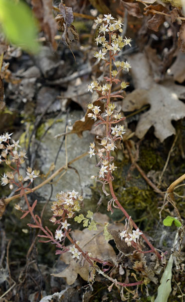 Sedum cepaea / Borracina cepea (sviluppo)