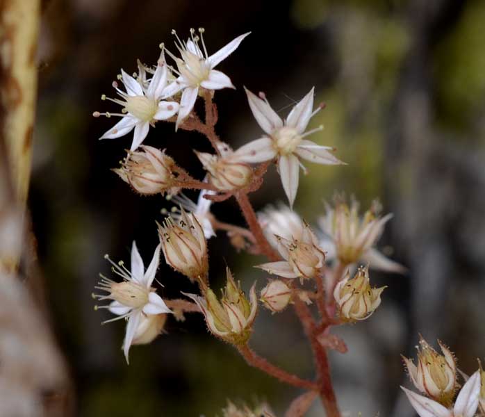 Sedum cepaea / Borracina cepea (sviluppo)