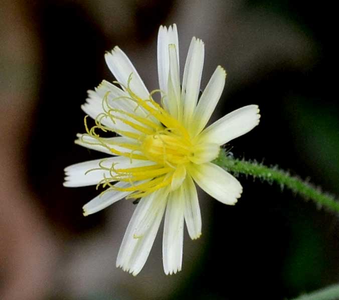 Crepis foetida