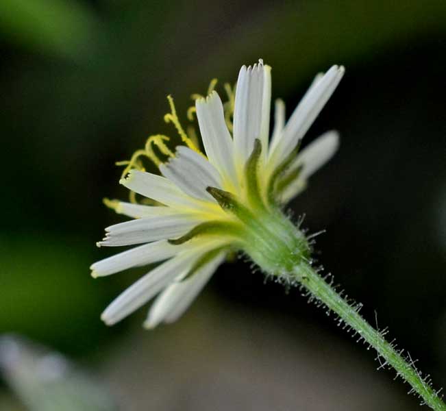 Crepis foetida