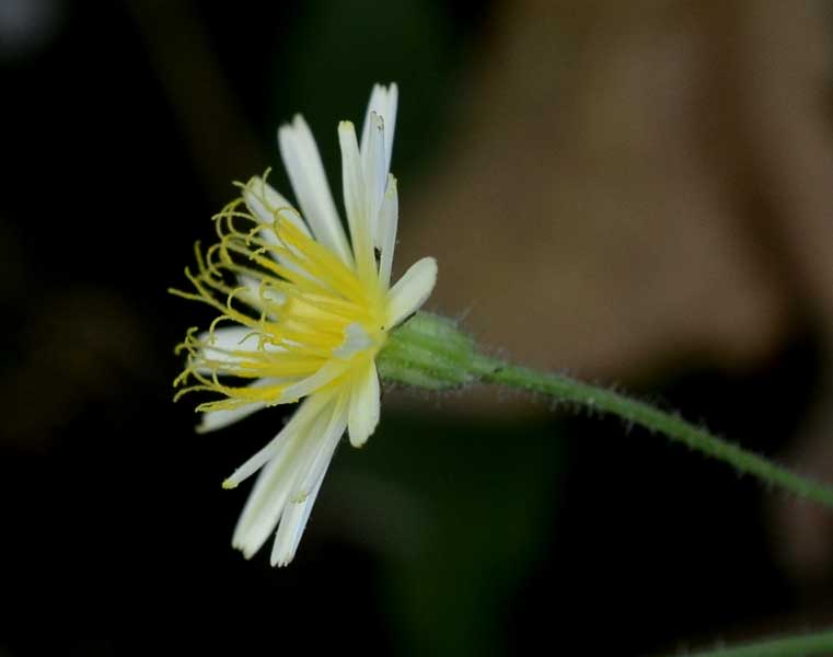 Crepis foetida