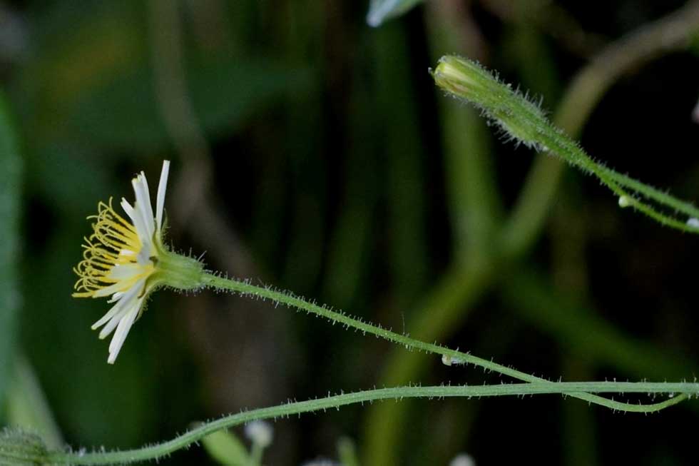 Crepis foetida