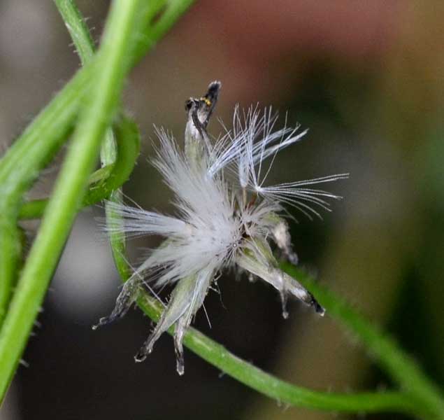 Crepis foetida