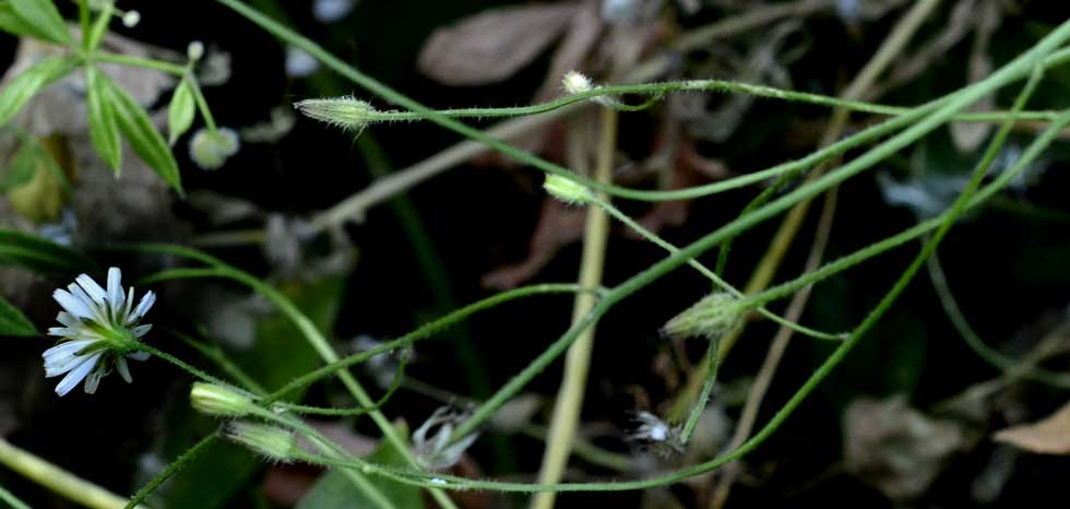 Crepis foetida