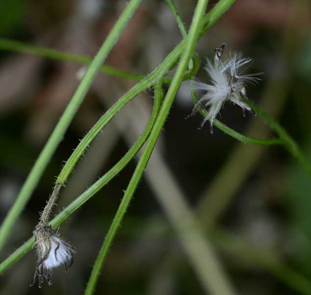 Crepis foetida