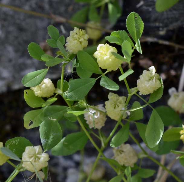 Trifolium campestre