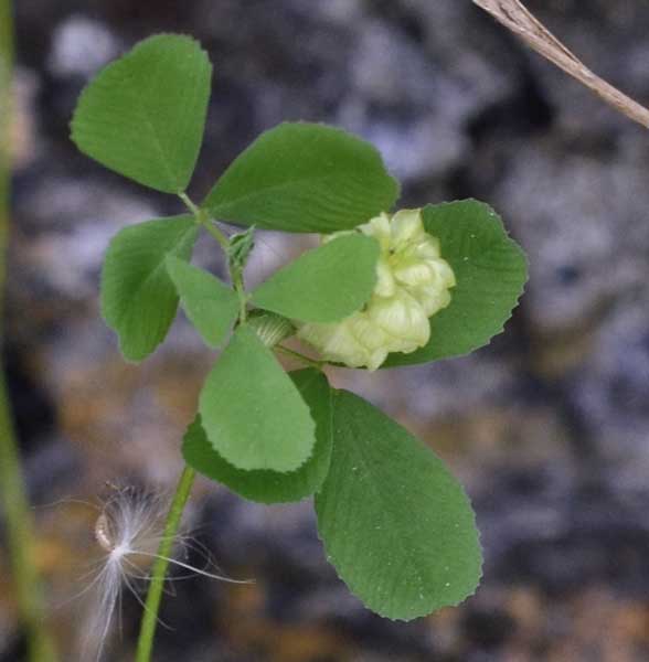 Trifolium campestre