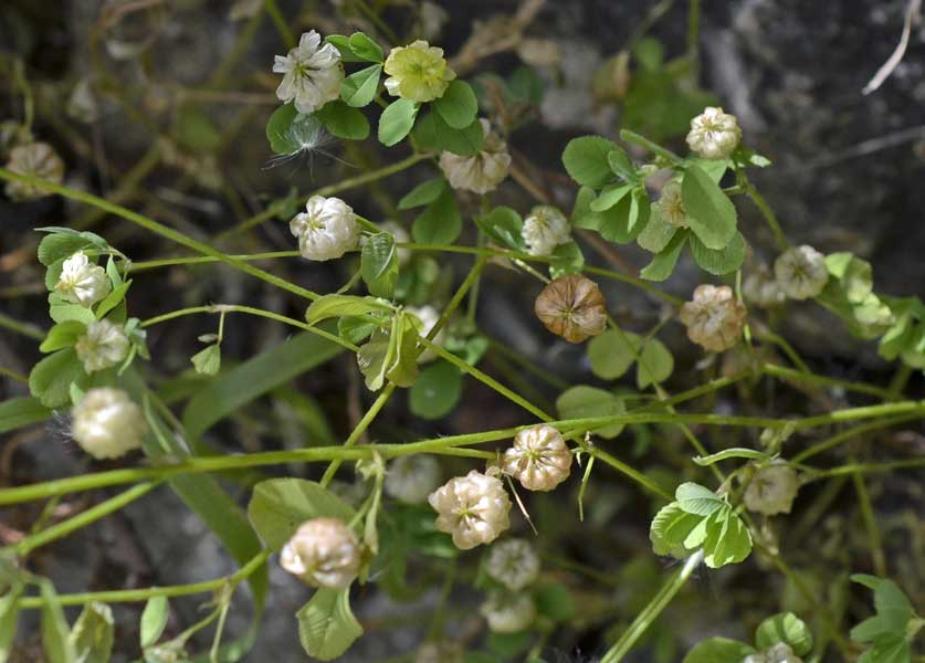 Trifolium campestre