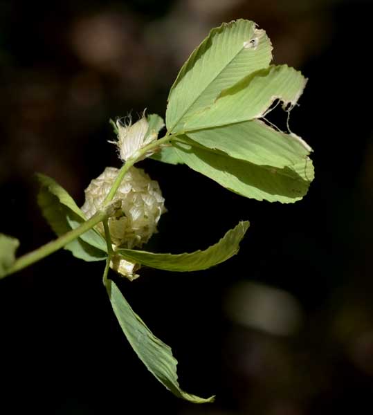 Trifolium campestre