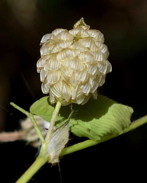 Trifolium campestre