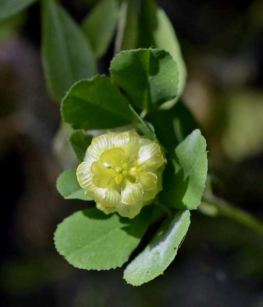 Trifolium campestre