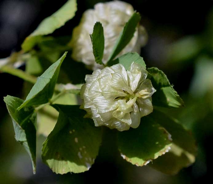 Trifolium campestre