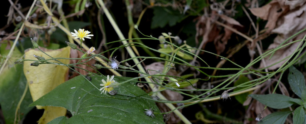 Crepis foetida