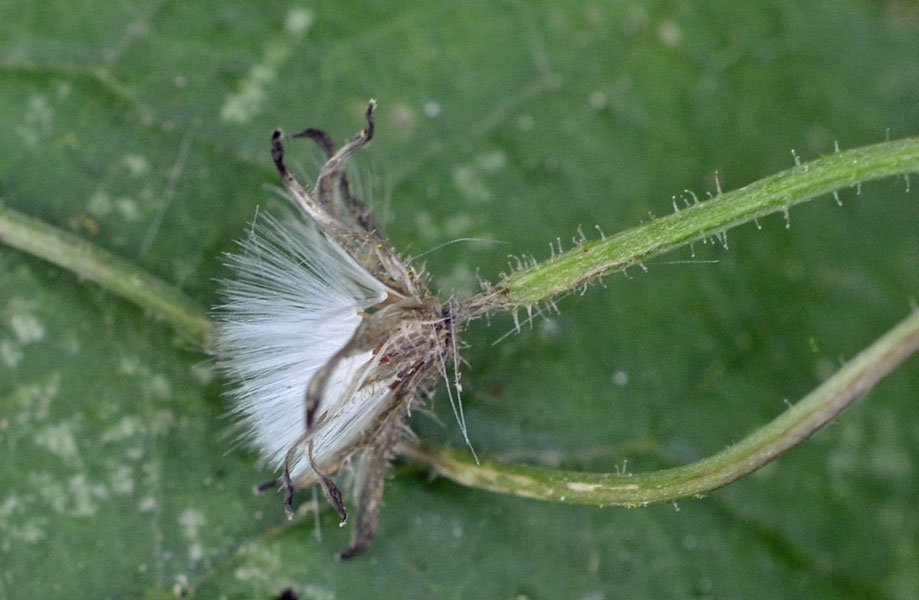 Crepis foetida