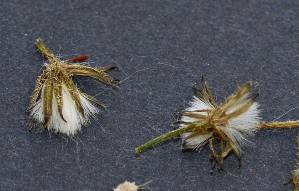 Crepis foetida