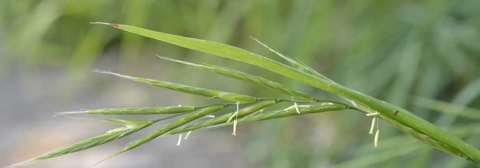 Poaceae: Brachypodium sylvaticum
