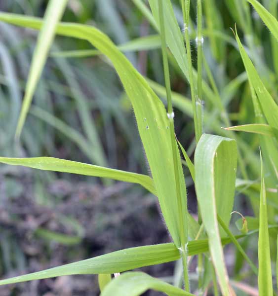 Poaceae: Brachypodium sylvaticum