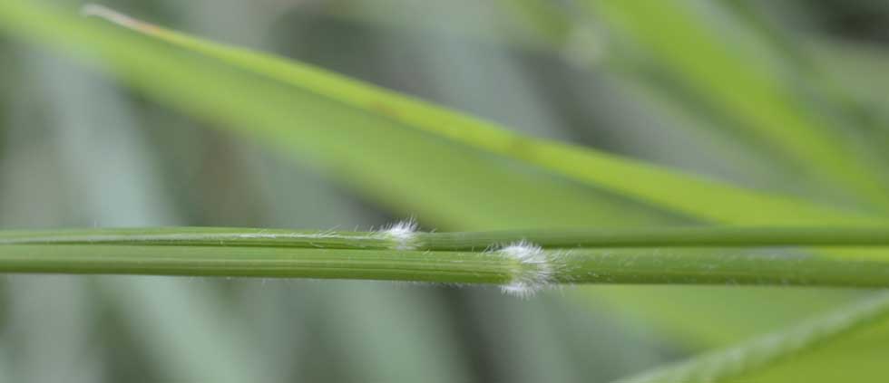 Poaceae: Brachypodium sylvaticum