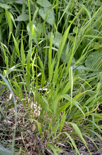 Poaceae: Brachypodium sylvaticum