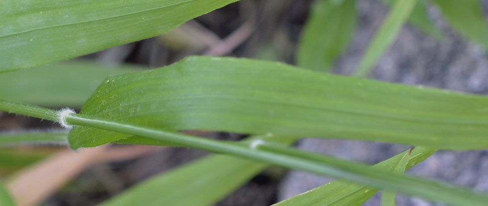 Poaceae: Brachypodium sylvaticum