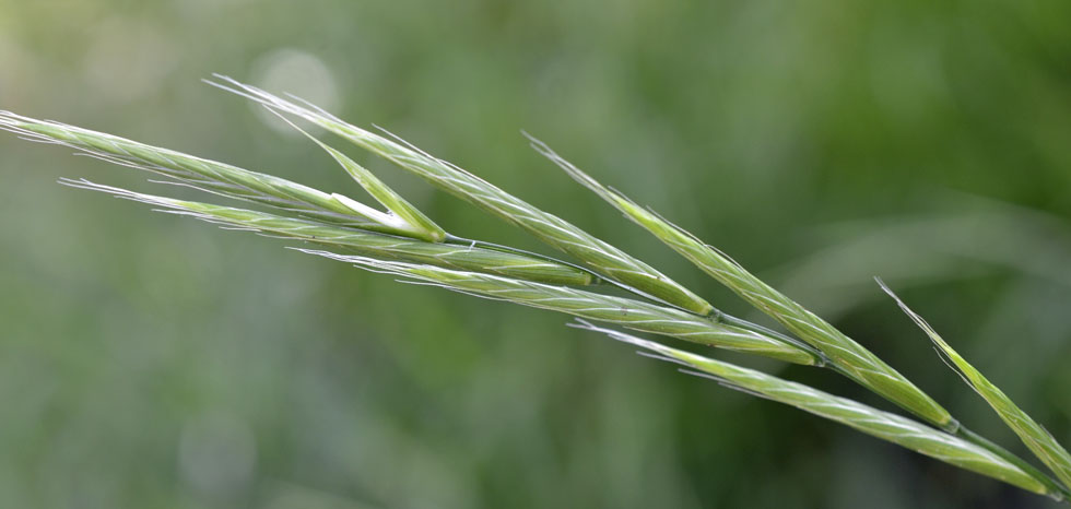 Poaceae: Brachypodium sylvaticum