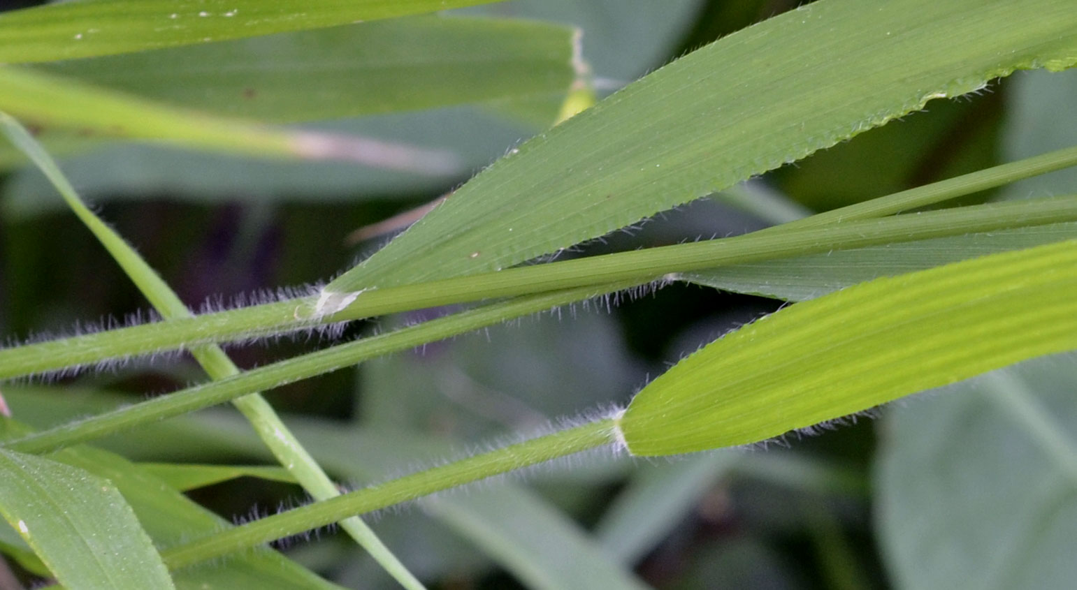 Poaceae: Brachypodium sylvaticum