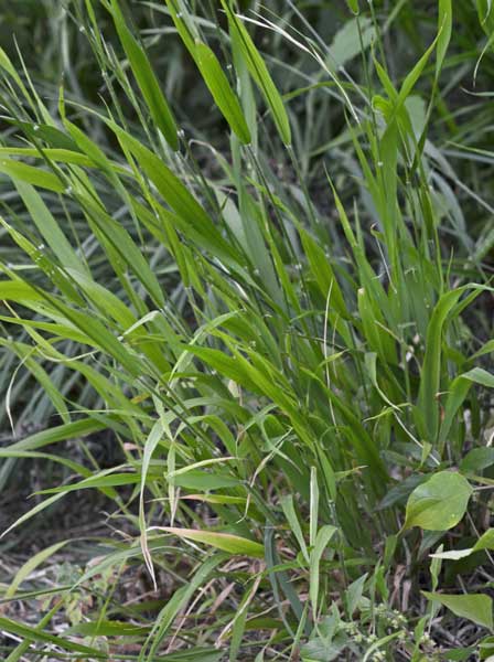 Poaceae: Brachypodium sylvaticum