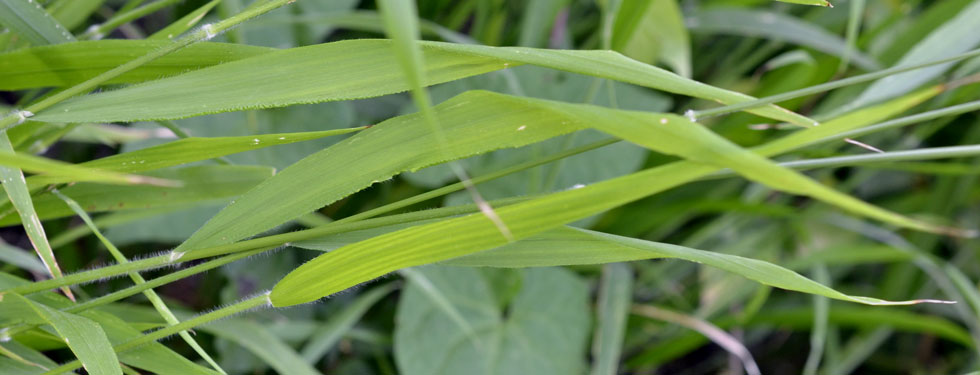 Poaceae: Brachypodium sylvaticum