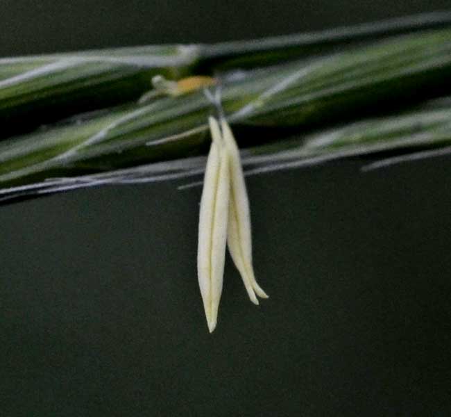 Poaceae: Brachypodium sylvaticum