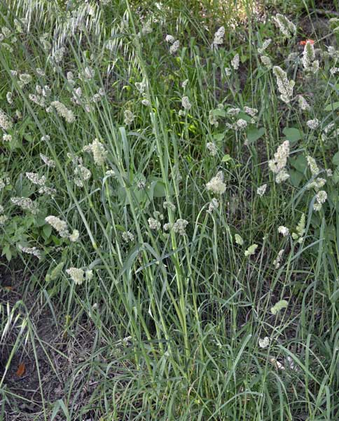 Dactylis glomerata (Poaceae)