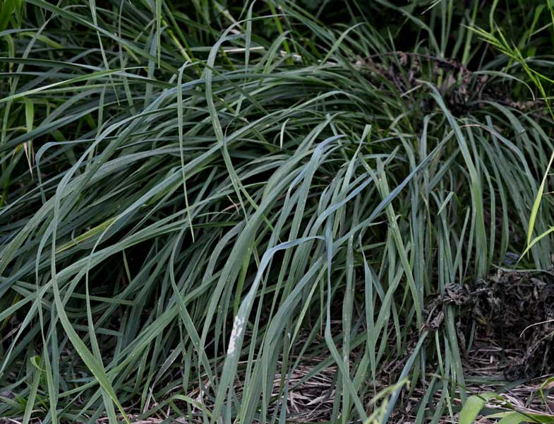 Dactylis glomerata (Poaceae)