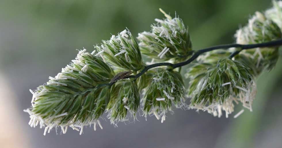 Dactylis glomerata (Poaceae)