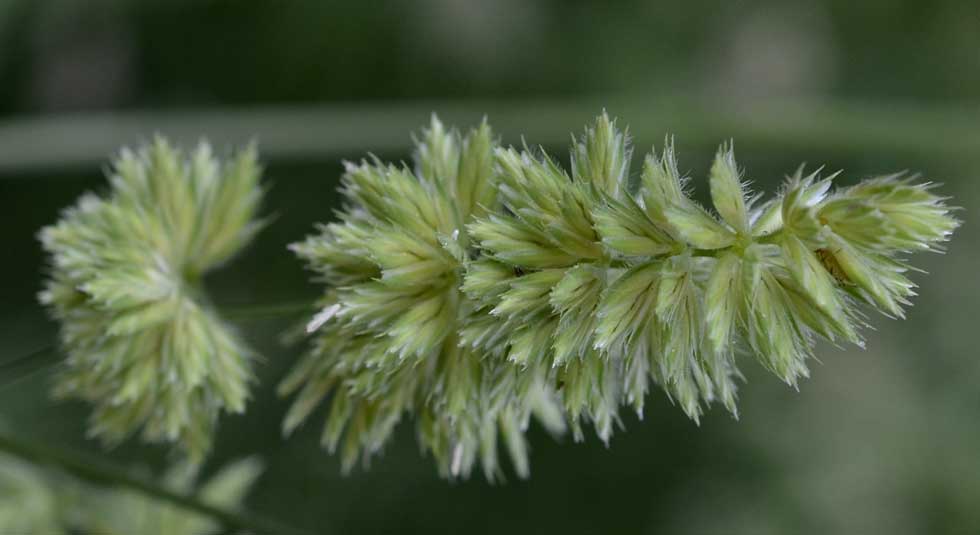 Dactylis glomerata (Poaceae)