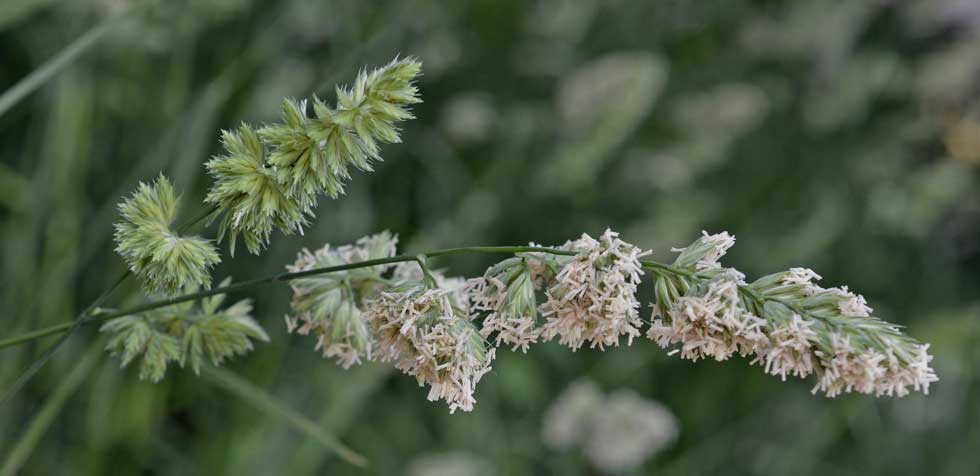 Dactylis glomerata (Poaceae)