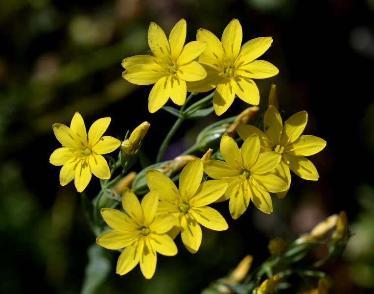 Blackstonia perfoliata / Centauro giallo