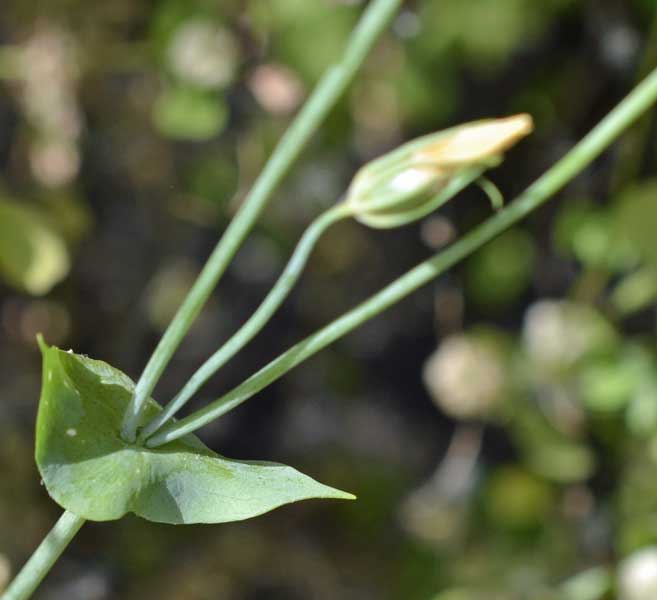 Blackstonia perfoliata / Centauro giallo