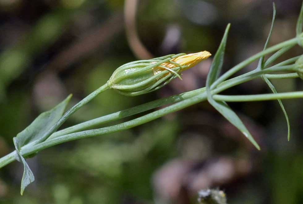 Blackstonia perfoliata / Centauro giallo