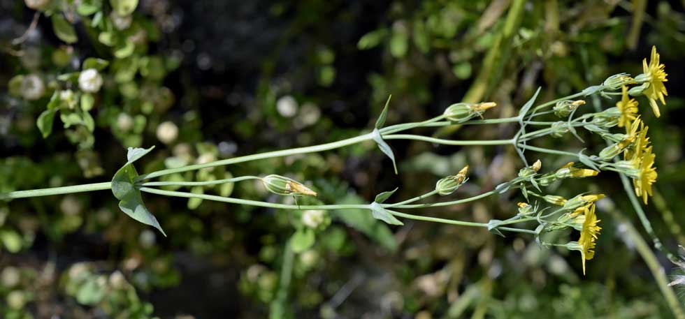 Blackstonia perfoliata / Centauro giallo