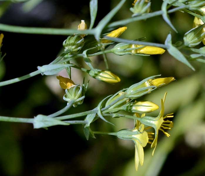 Blackstonia perfoliata / Centauro giallo