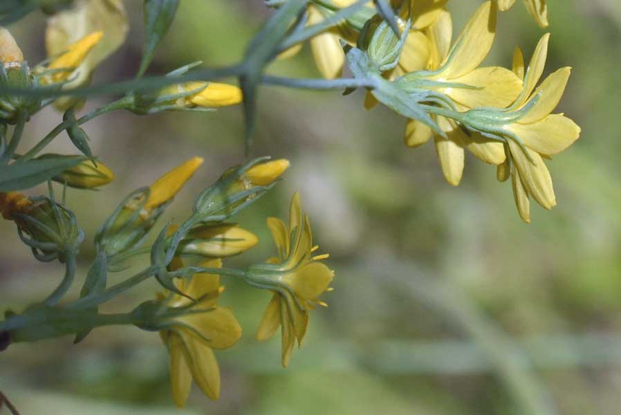 Blackstonia perfoliata / Centauro giallo