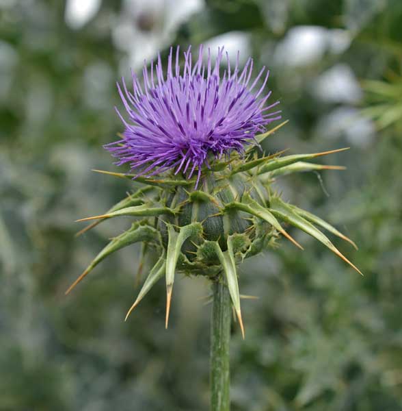 Silybum marianum / Cardo mariano