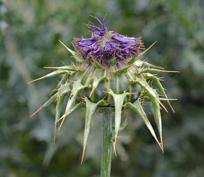 Silybum marianum / Cardo mariano