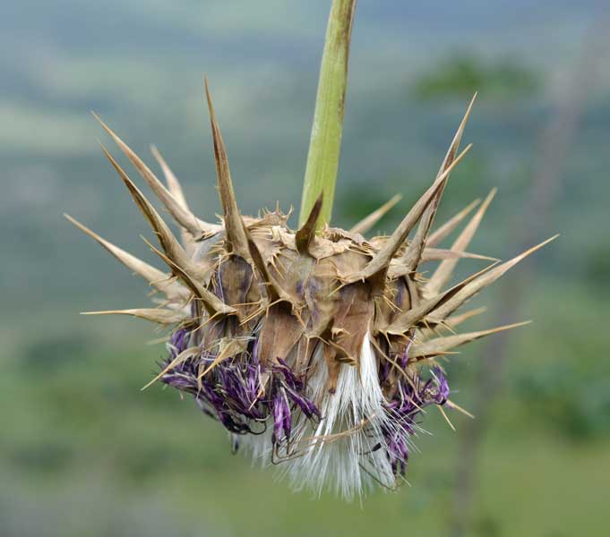 Silybum marianum / Cardo mariano