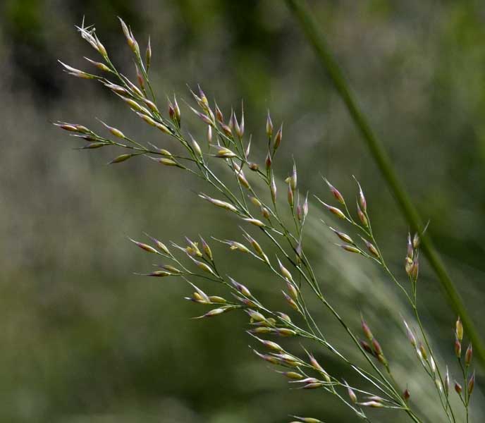 Oloptum thomasii / Miglio di Thomas