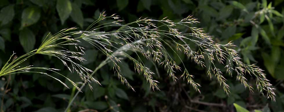 Oloptum thomasii / Miglio di Thomas