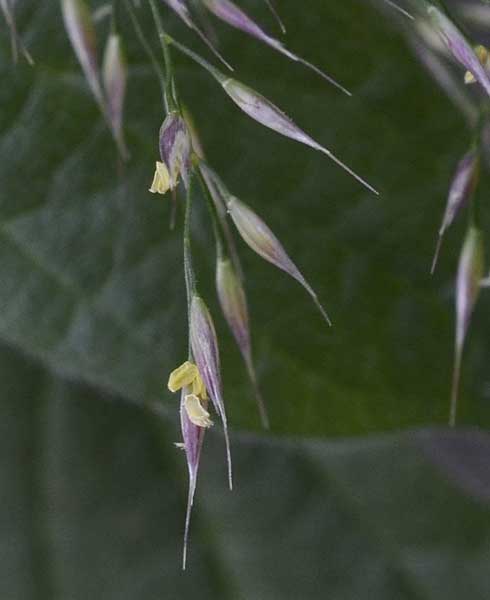 Oloptum thomasii / Miglio di Thomas