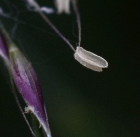 Oloptum thomasii / Miglio di Thomas